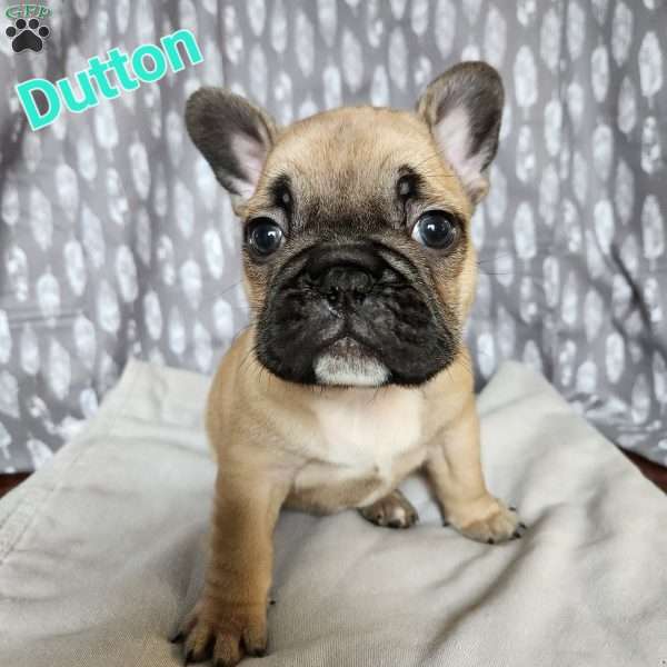 Dutton, French Bulldog Puppy